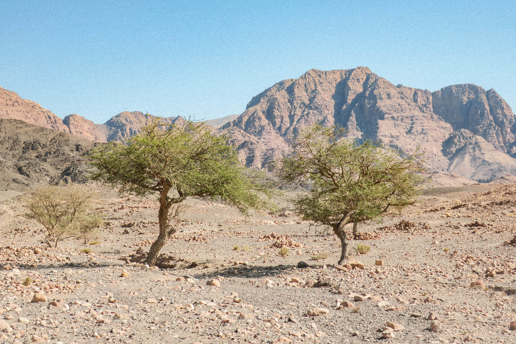 Trees in a Barren Land